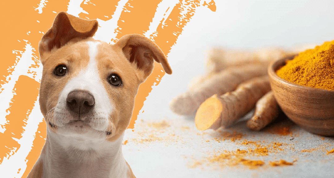 Natural feed additives turmeric curcumin extract 