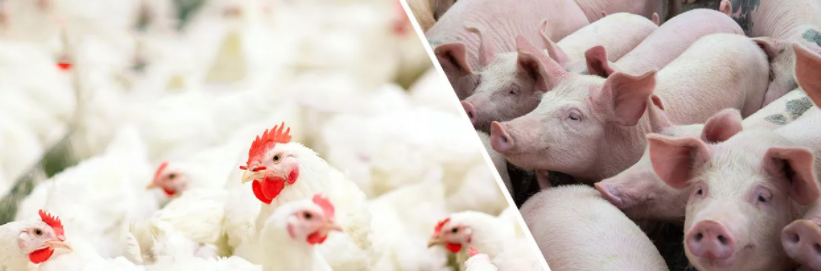 Yucca Extract Yucca Extract