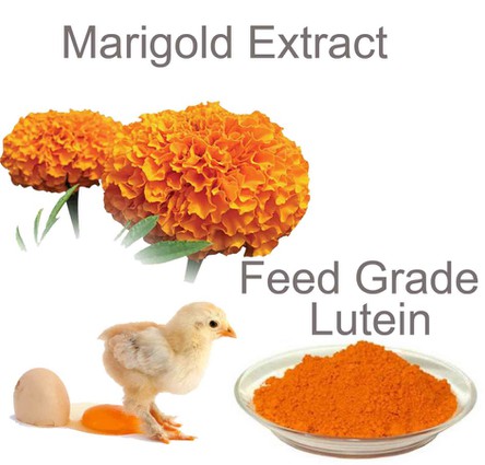 Marigold extract feed grade for sale Marigold extract feed grade for sale
