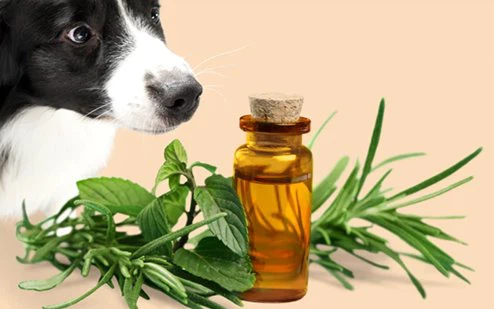 rosemary extract oil