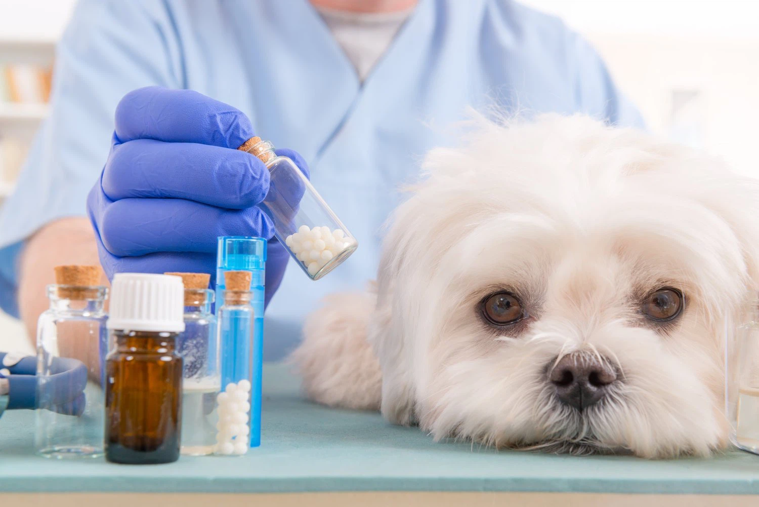 helped dogs with cataracts related to diabetes