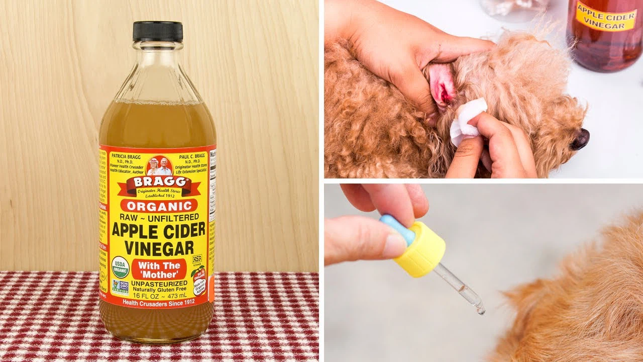 How much ACV should I put in my dogs food