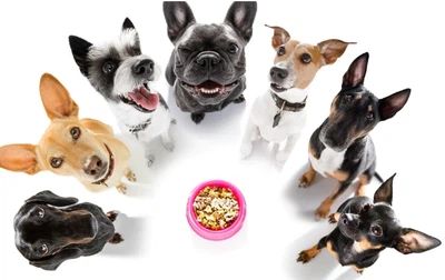 Is soy lecithin safe for dogs Is soy lecithin safe for dogs