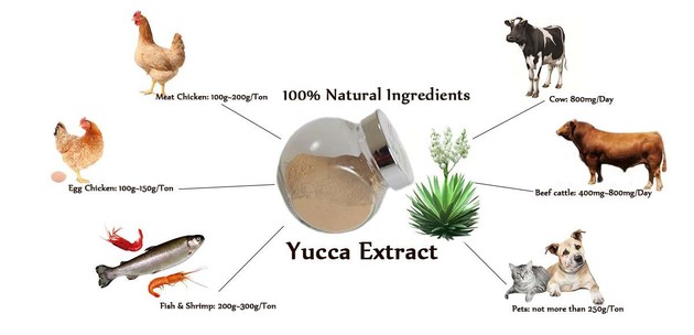 Natural feed additives yucca extract powder Natural feed additives yucca extract powder
