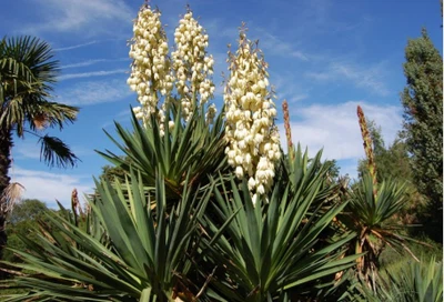 Yucca schidigera extract Yucca schidigera extract