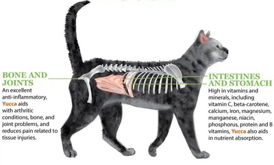 Yucca extract for cats? Yucca extract for cats?