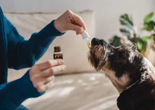 Is yucca root good for dogs Is yucca root good for dogs