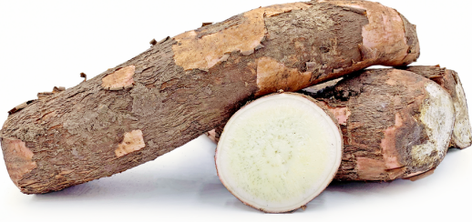 What is Yucca Root What is Yucca Root