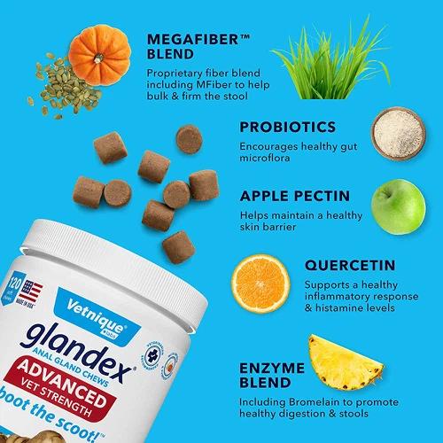 Benefits of Pumpkin Powder for Dogs Benefits of Pumpkin Powder for Dogs