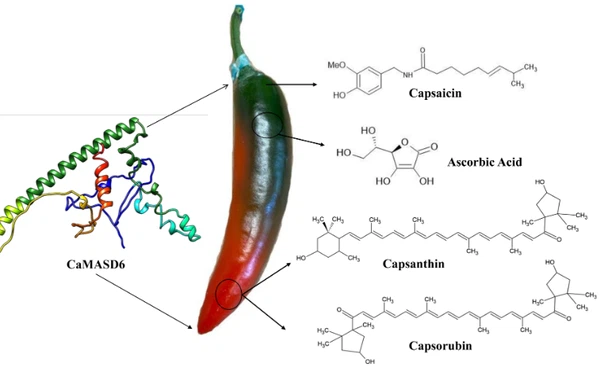 Buy Capsaicin powder bulk Buy Capsaicin powder bulk