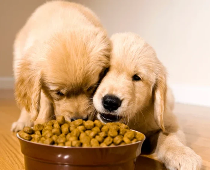 Yucca schidigera extract suppliers Yucca schidigera extract suppliers