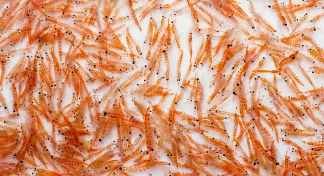 Antarctic krill meal bulk Antarctic krill meal bulk