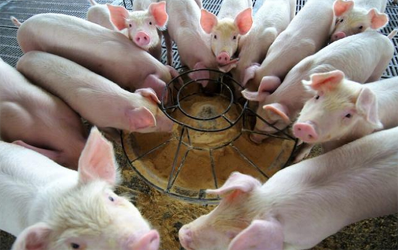 where buy capsaicin powder where buy capsaicin powder