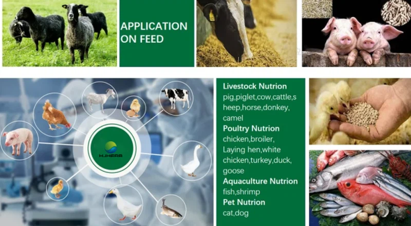 Riboflavin Powder Animal Application Riboflavin Powder Animal Application