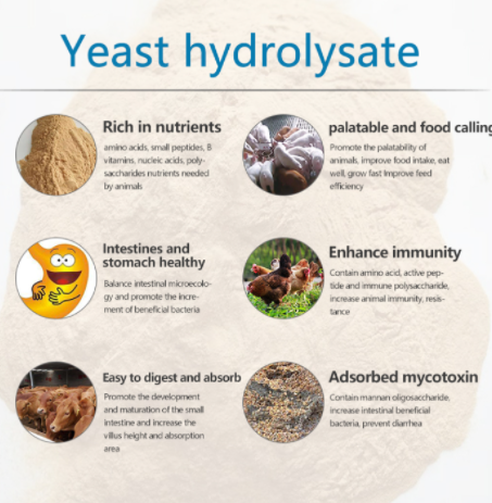 Yeast hydrolysate supplier Yeast hydrolysate supplier