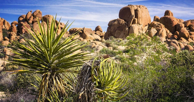 Yucca Extract Yucca Extract