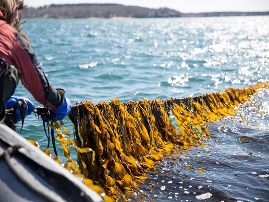 Bulk kelp powder Bulk kelp powder