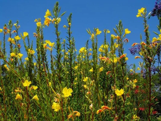 Evening Primrose Oil Evening Primrose Oil