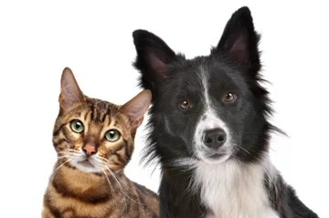 Yucca Schidigera Extract in Dog Food