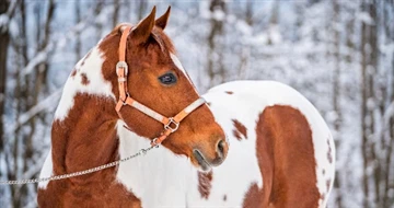 Yucca Supplement For Horses