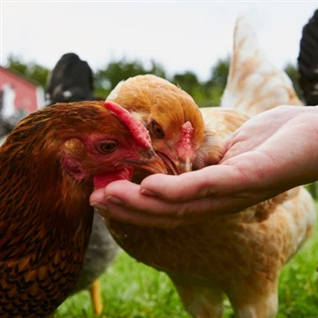 Can Chickens Eat Honeysuckle