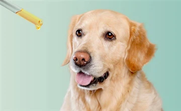 Can Dogs Eat Honeysuckle