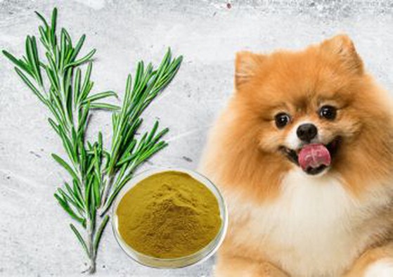 Rosemary Extract Powder supplier Rosemary Extract Powder supplier