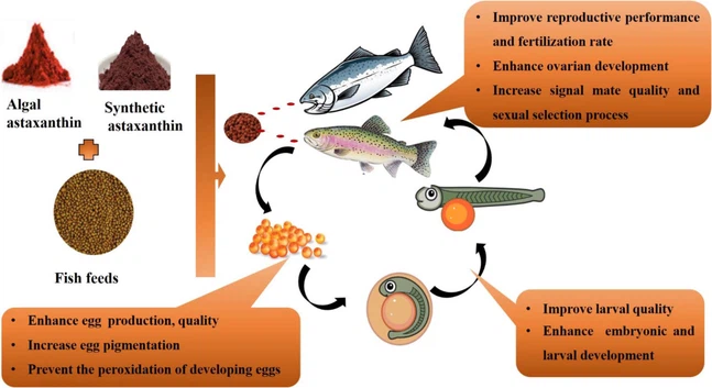 astaxanthin astaxanthin