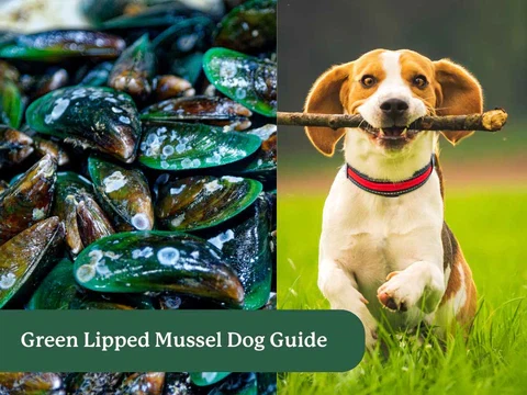 Green Lipped Mussel Powder Dogs