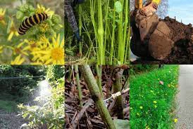 Matrine 98%: A Sustainable Solution For Effective Pest Management