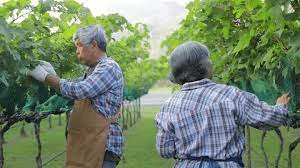 Revolutionizing Pest Control With Ruthenone