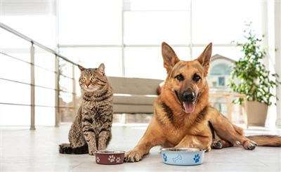 The Power of Krill for Pet Food