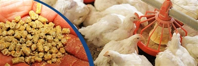 Poultry Growth and Eggs with Corn Gluten