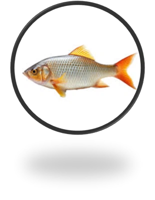 Astaxanthin As A Potent Antioxidant: Protecting Fish From Oxidative Stress