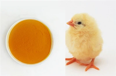 Application Of Marigold Flower Extract in Poultry Feed