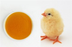 Application Of Marigold Flower Extract in Poultry Feed