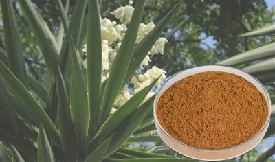 Yucca Extract 99%