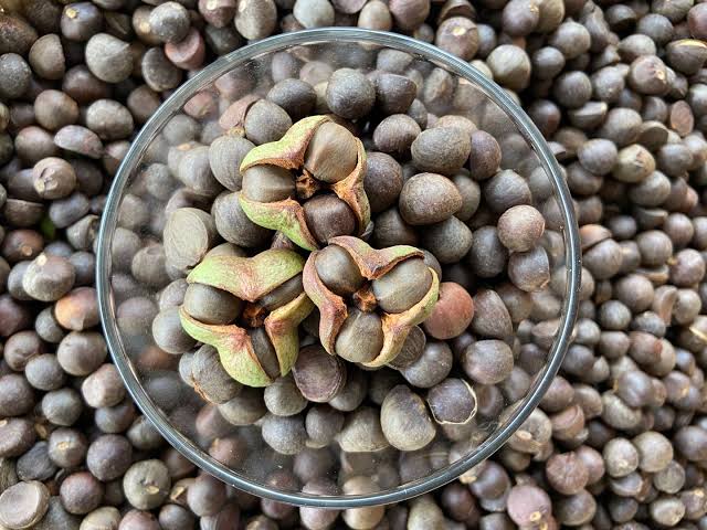 Tea Seed Meal